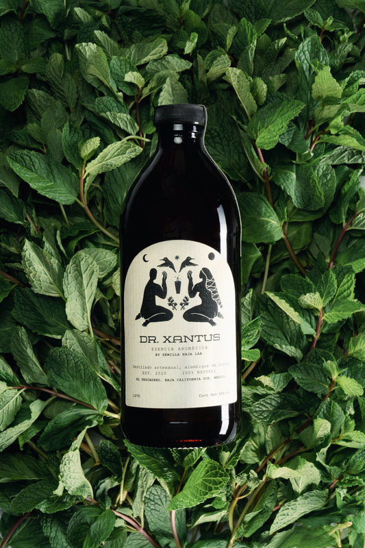 Dr.Xantus Hierbabuena