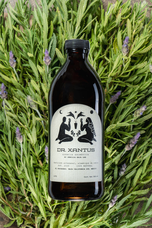 Dr.Xantus Lavanda Esencia aromática Dr. Xantus Lavanda destilada en cobre - Botella artesanal 500ml sin alcohol