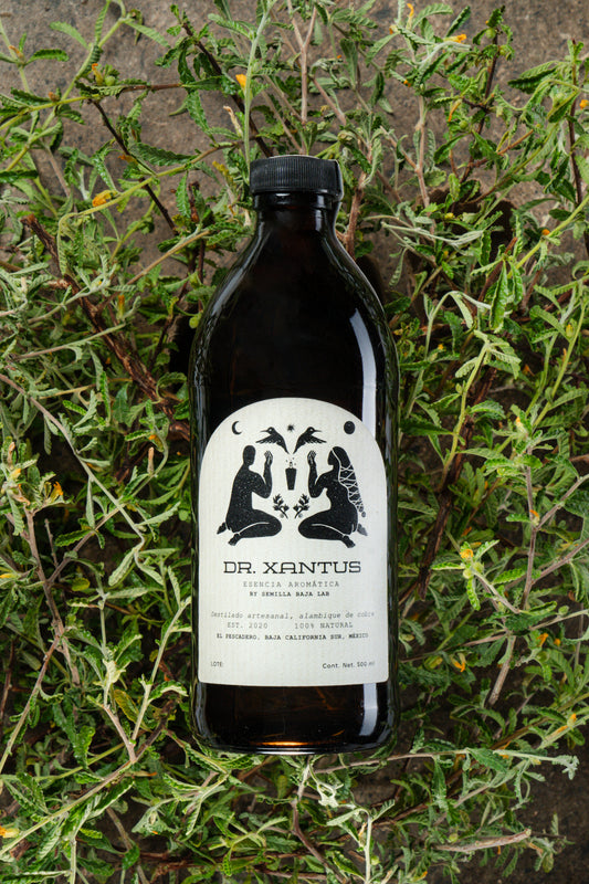 Dr.Xantus Damiana Esencia aromática Dr. Xantus Damiana destilada en cobre - Botella artesanal 500ml sin alcohol